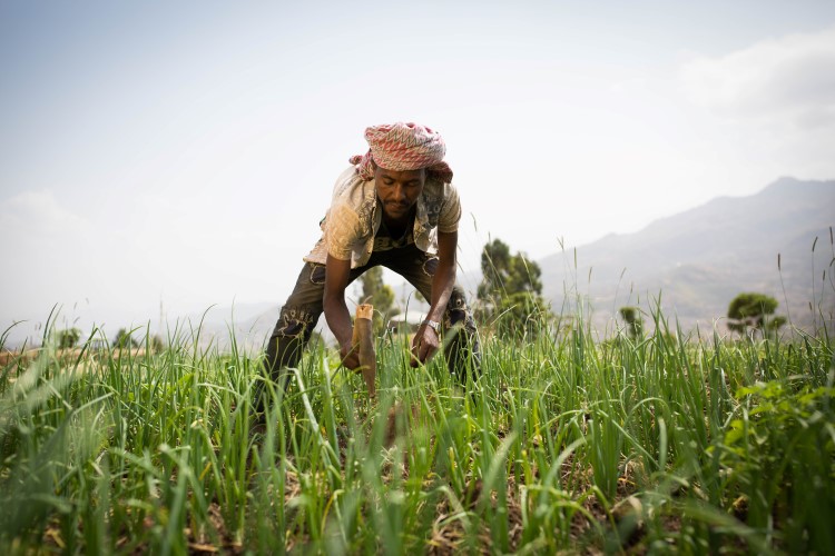 Man working in a field